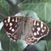 Speckled Wood