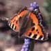 Small Tortoiseshell