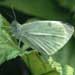 Small White