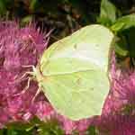 Image of Brimstone butterfly