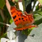 Comma butterfly