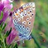 Common Blue