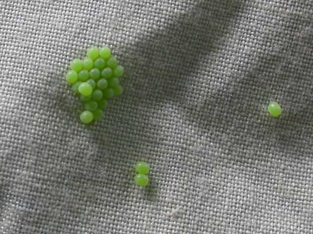 close-up Image of eggs on denim skirt