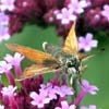 Essex Skipper