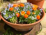 Photograph of Marigolds and Lobelia in flowerpot