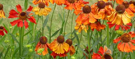 Small Coppers on Helenium August 2003 Westonbirt