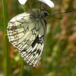 Photograph of Marbled White butterfly