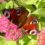 Image of Peacock butterfly