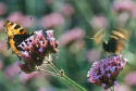 Small Tortoiseshells