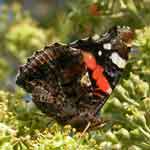 Image of Red Admiral butterfly