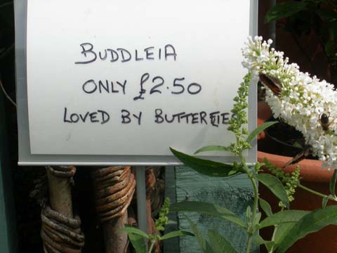 2 Small Tortoiseshells on Buddleia at Plant Centre, August 2003