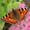 Small Tortoiseshell