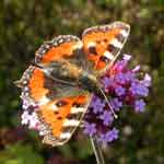 Small Tortoiseshell butterfly