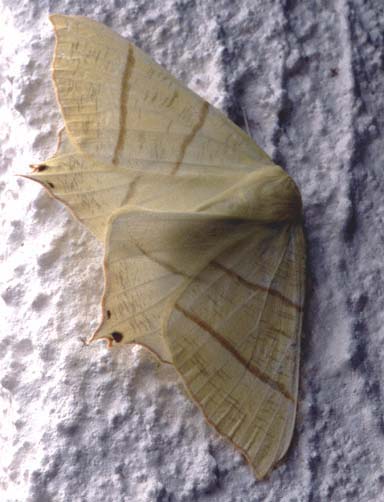 c16n1_swallowtail