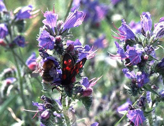 c17n26_burnet