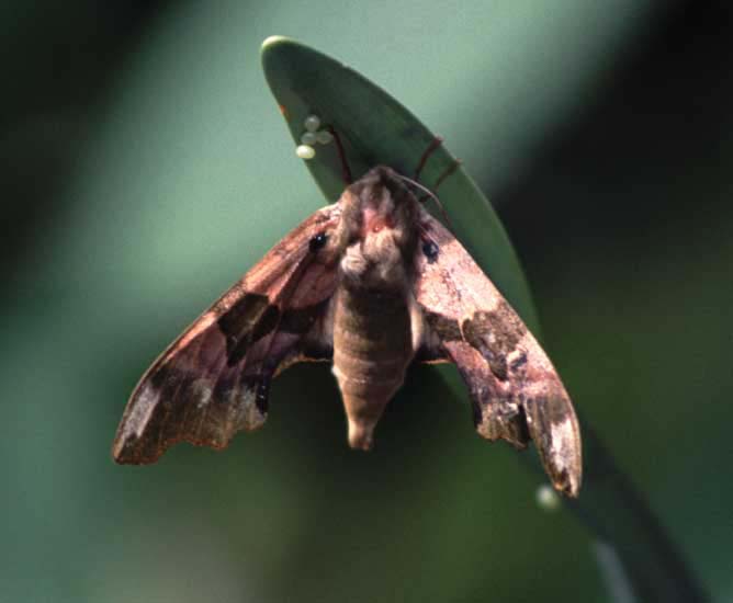 c28n3_lime_hawkmoth