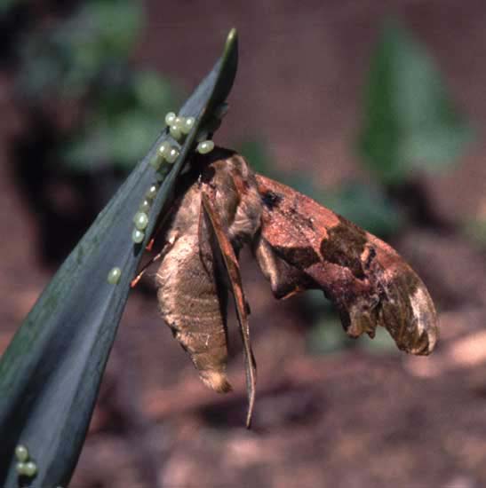 c29n17_lime_hawkmoth