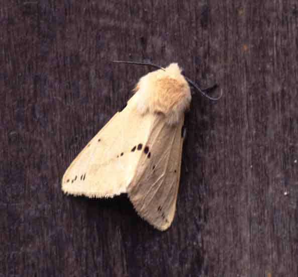 c31n15_buff_ermine