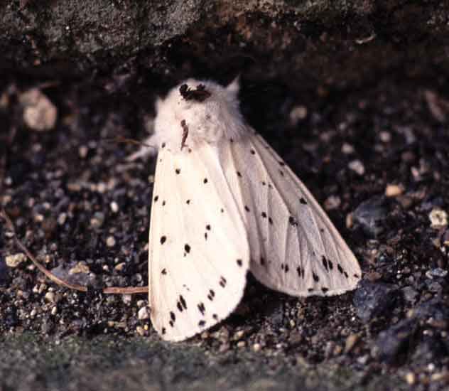 c31n22_white_ermine