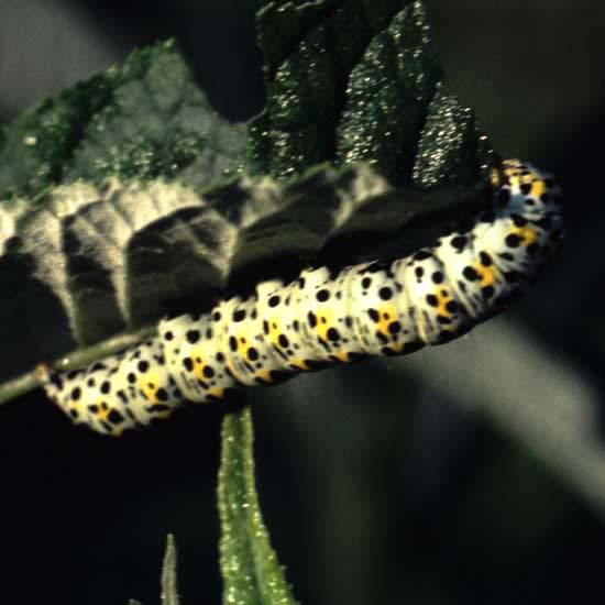 w1n29_mullein_cat