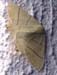 c16n1_swallowtail