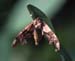 c28n3_lime_hawkmoth