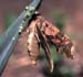 c29n18_lime_hawkmoth