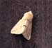 c31n15_buff_ermine