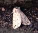 c31n22_white_ermine