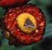 c7n25pyrausta