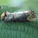 w1n20_buff_tip