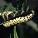 w1n29_mullein_cat