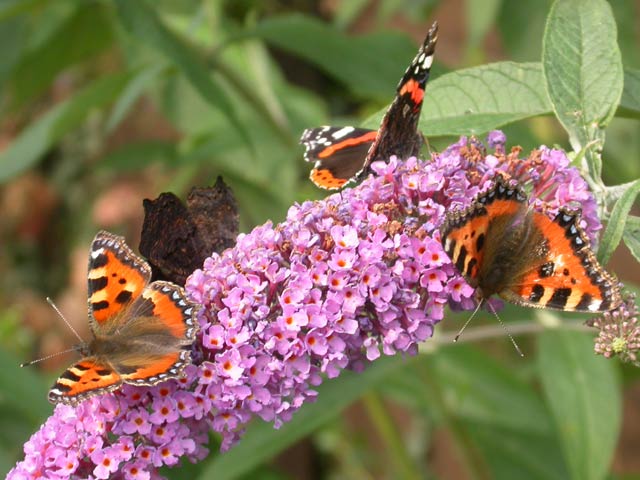 Buddleia flower with Peacock, Red Admiral & Small Tortoiseshell butterflies