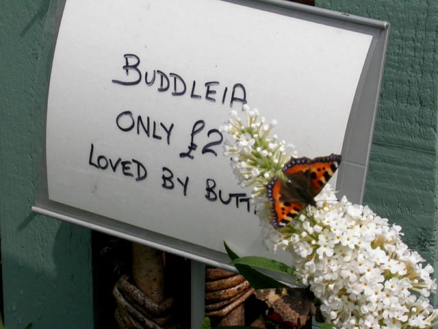 Sign - buddleia only £2.50 loved by butterflies, with Small Tortoiseshells on Buddleia