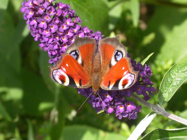 Peacock butterfly on Buddleia