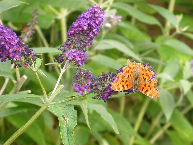 Comma butterfly on Buddleia 'Black Knight'