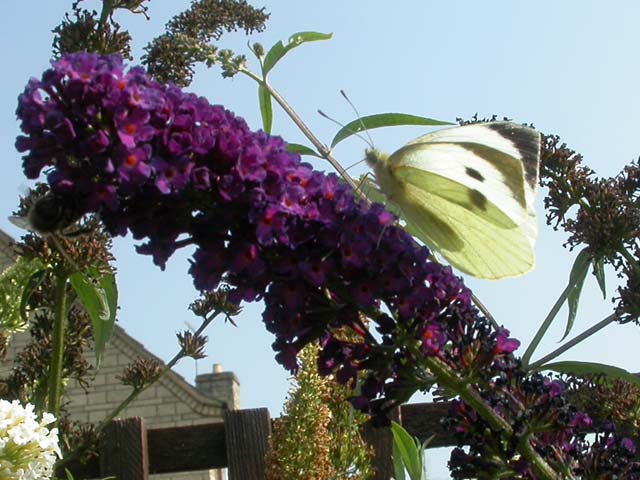 Large White butterfly on Buddleia