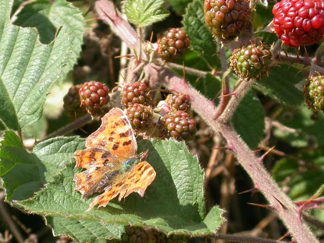 Comma butterfly on Blackberry leaf