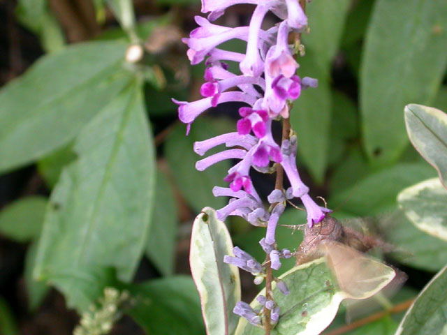 Silver Y moth on Buddleia lindleyana