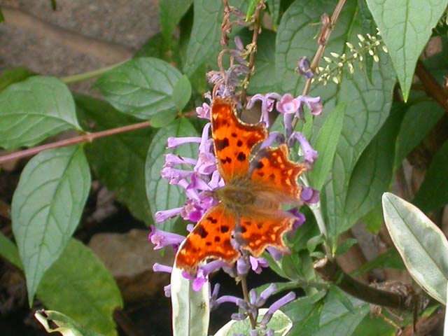 Comma butterfly on Buddleia lindleyana