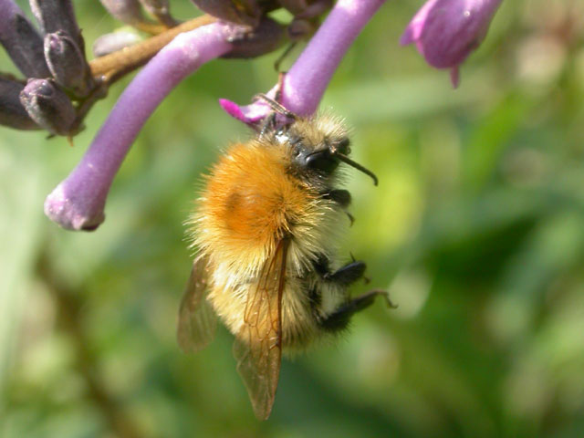 Bee on Buddleia lindleyana