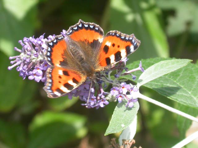 Small Tortoiseshell butterfly on Buddleia Lochinch