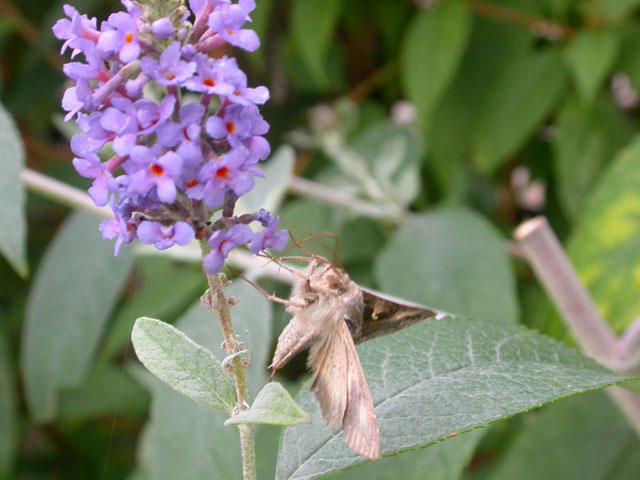 Silver Y moth on Buddleia Lochinch