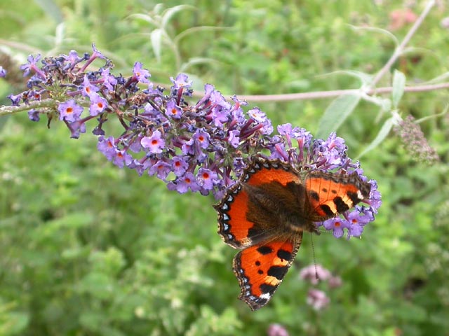 Small Tortoiseshell butterfly on Buddleia 'Nanho Blue'