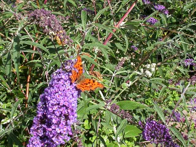 Comma butterfly on Buddleia 'Nanho Blue'