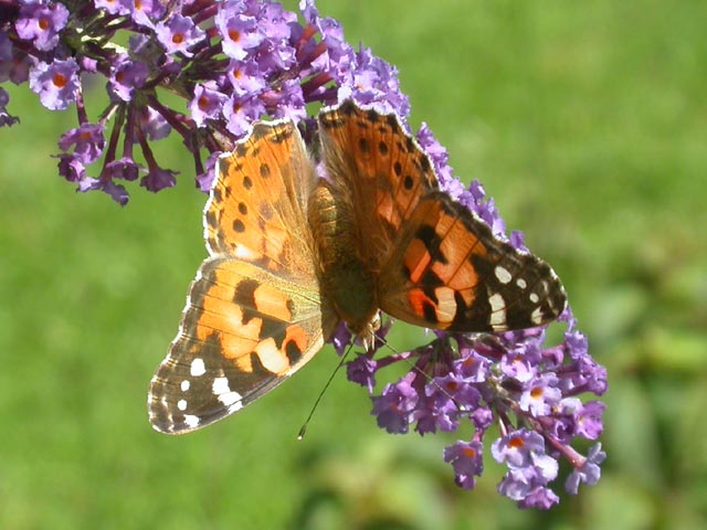 Painted Lady butterfly on Buddleia 'Nanho Blue'