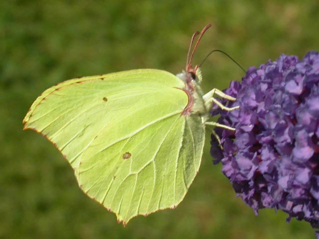 Brimstone butterfly on Buddleia 'Nanho Blue'