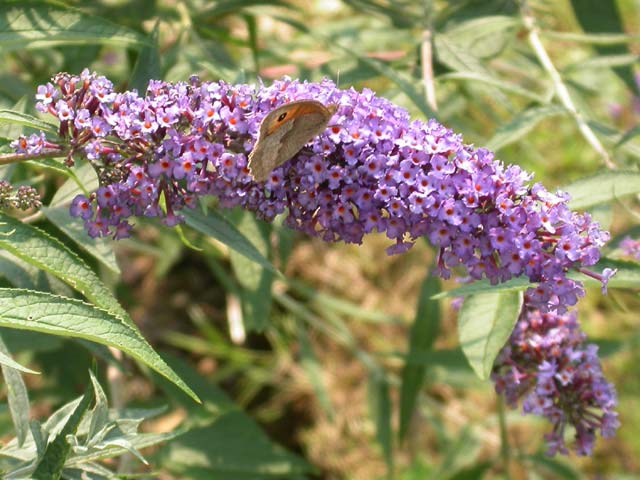 Meadow Brown butterfly on Buddleia 'Nanho Blue'