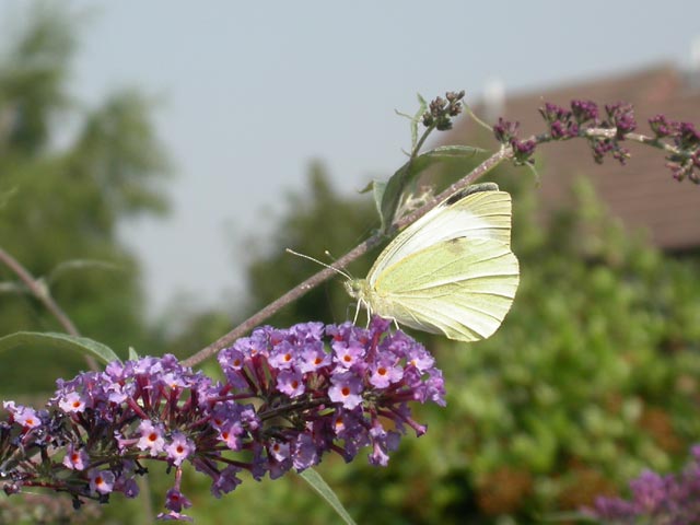 Large White butterfly on Buddleia 'Nanho Blue'