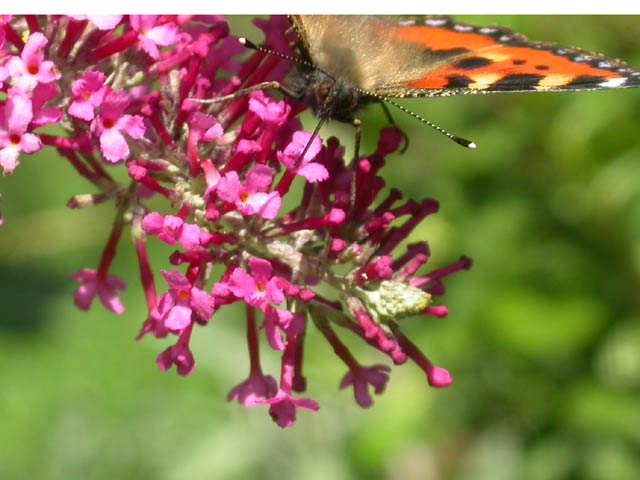 Small Tortoiseshell butterfly on Buddleia 'Pink Pearl'